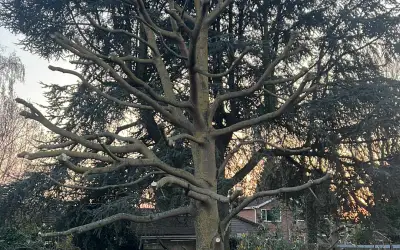 Photo of Tree Reduction In Wisbech, Cambridgeshire