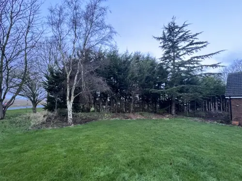 Click Here To Enlarge This Photo Of Leylandii Removals and Yew Planting