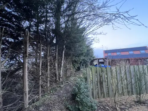 Click Here To Enlarge This Photo Of Leylandii Removals and Yew Planting