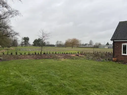 Click Here To Enlarge This Photo Of Leylandii Removals and Yew Planting