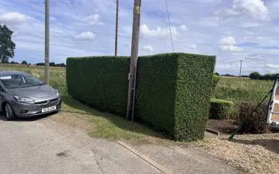 Photo of Privet Hedge Trim