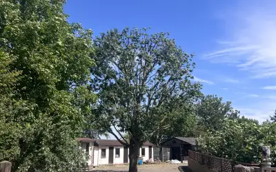 Photo of Oak Reduction