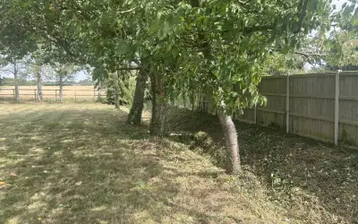 Photo of Vegetation Clearance