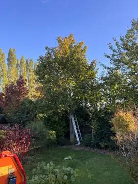 Click Here To Enlarge This Photo Of Tree Work Holbeach