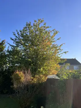 Click Here To Enlarge This Photo Of Tree Work Holbeach
