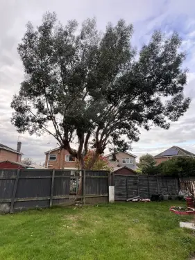 Click Here To Enlarge This Photo Of Eucalyptus Removal
