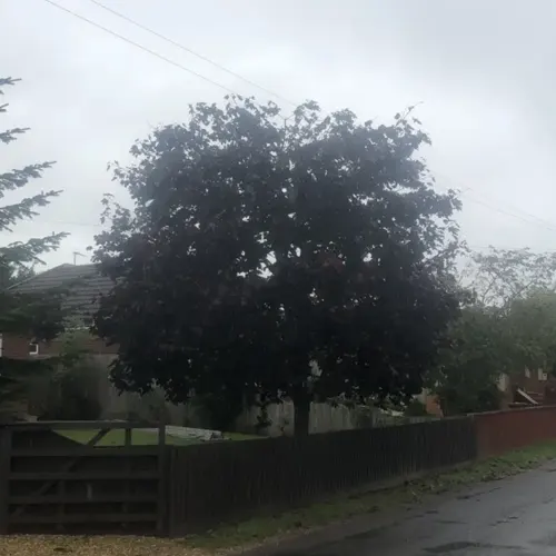 Professional Tree Management Services
